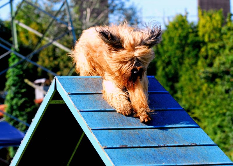 Agility