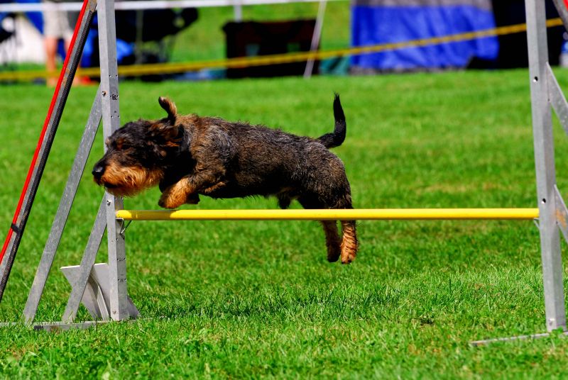 Agility