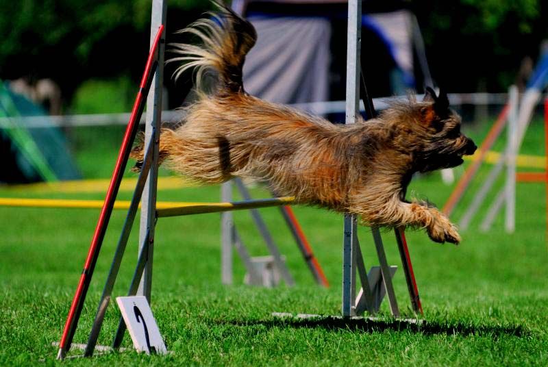 Agility